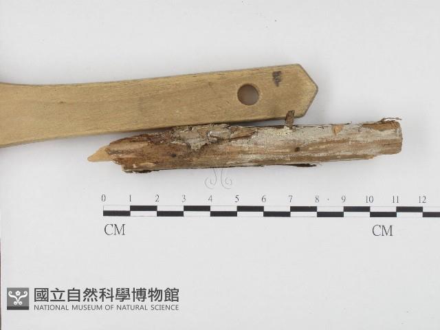 冇骨消絲齒菌藏品圖，第1張