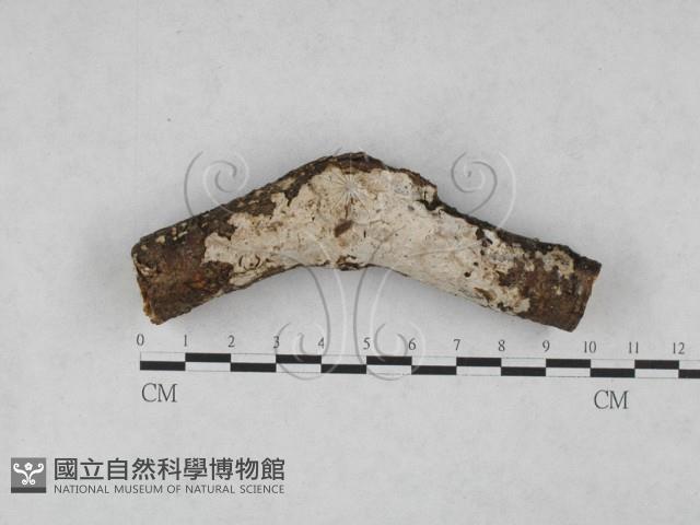 刺皮菌屬藏品圖，第1張