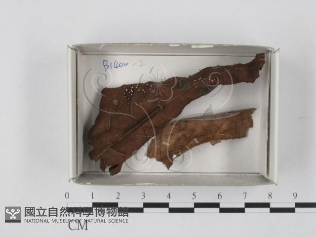 登錄號:F0018194藏品圖，第1張