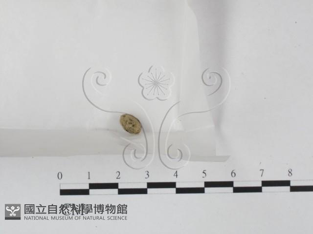 登錄號:F0000194藏品圖，第1張