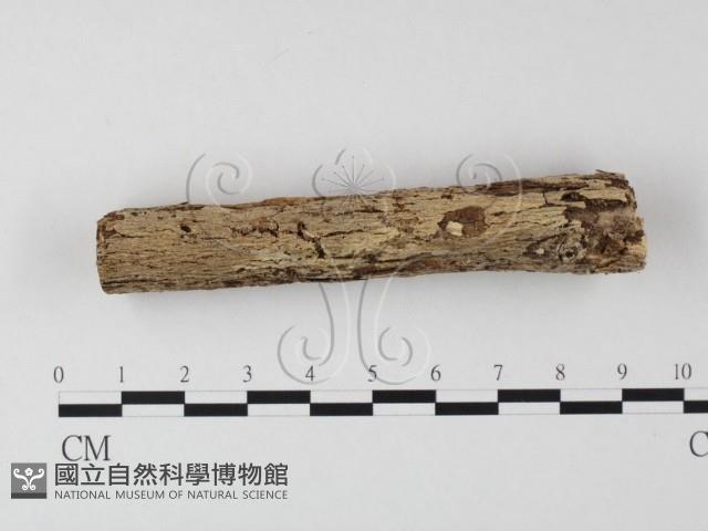 登錄號:F0010194藏品圖，第1張