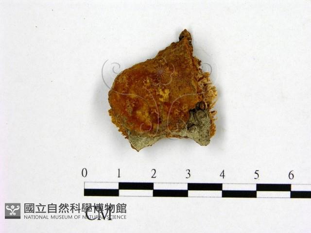 登錄號:F0006194藏品圖，第1張