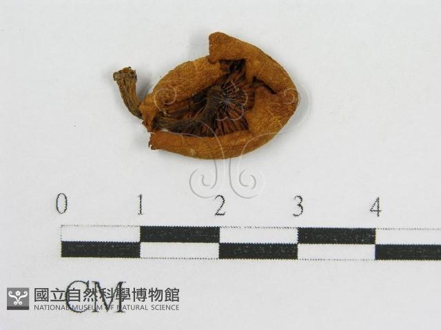 登錄號:F0016194藏品圖，第1張