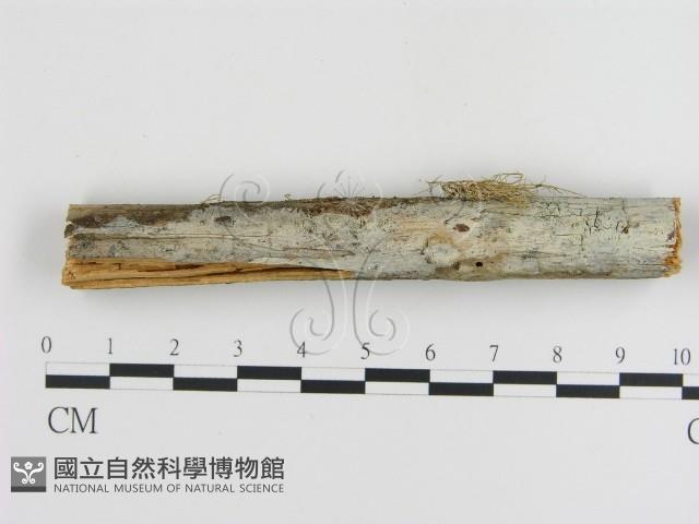 館號:F0001194藏品圖，第1張