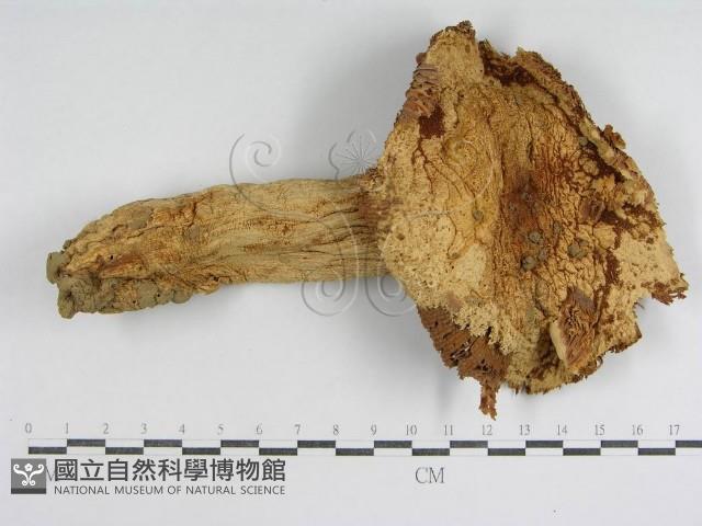 登錄號:F0011194藏品圖，第1張