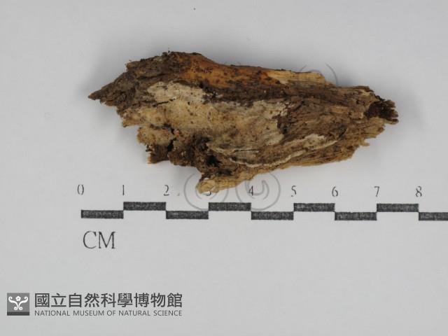 登錄號:F0031194藏品圖，第1張