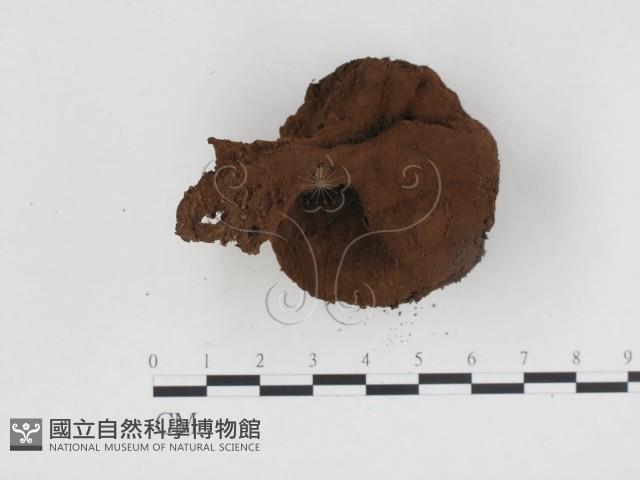 登錄號:F0024194藏品圖，第1張