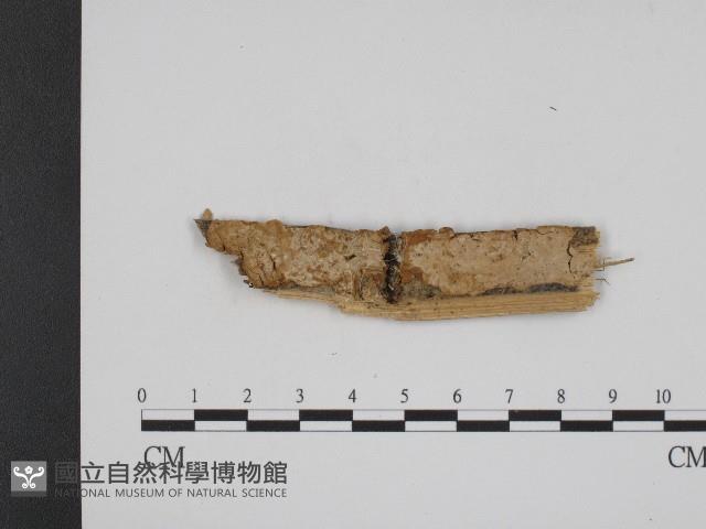 登錄號:F0004194藏品圖，第1張