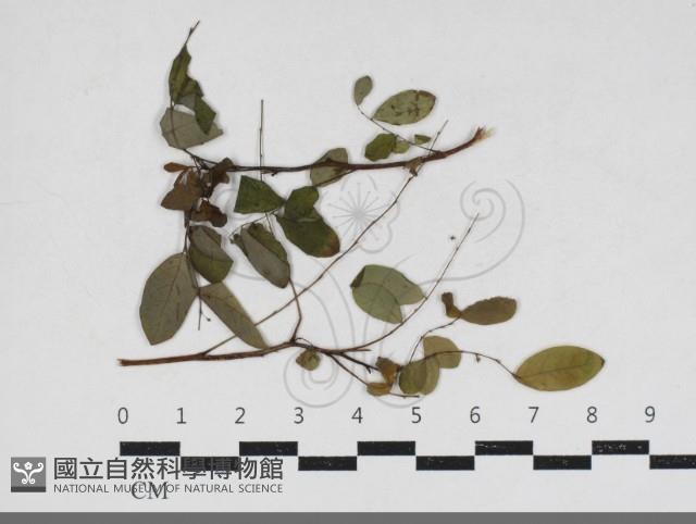 登錄號:F0034194藏品圖，第1張