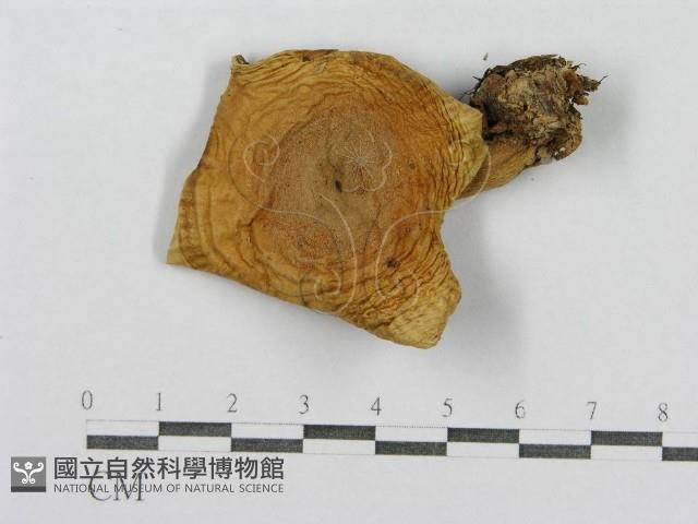 紅菇屬藏品圖，第1張