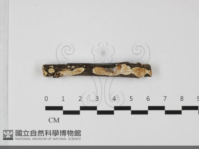 登錄號:F0032194藏品圖，第1張