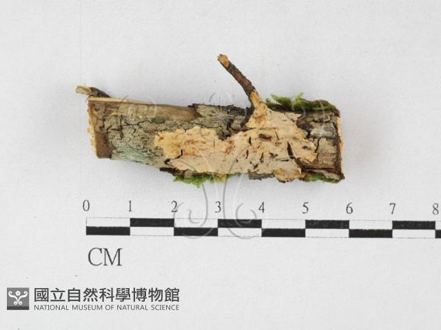 登錄號:F0027194藏品圖，第1張