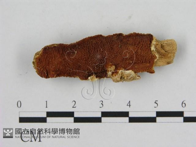 登錄號:F0007194藏品圖，第1張