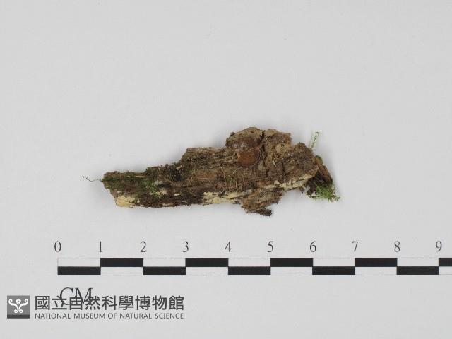 登錄號:F0017194藏品圖，第1張
