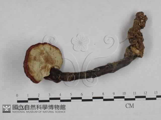 靈芝屬藏品圖，第1張