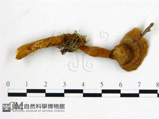 假芝屬藏品圖，第1張