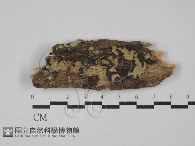 登錄號:F0029194藏品圖，第1張