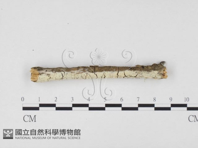 冇骨消絲齒菌藏品圖，第1張