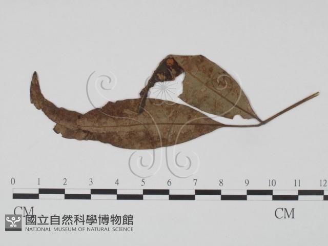 登錄號:F0019194藏品圖，第1張