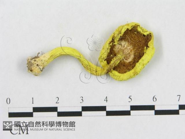 登錄號:F0013194藏品圖，第1張