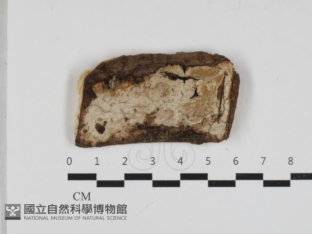 登錄號:F0033194藏品圖，第1張