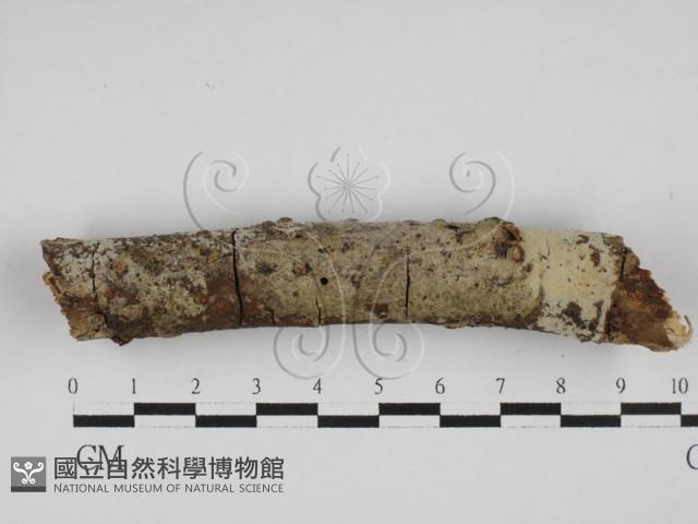 剛毛絲皮菌藏品圖，第1張