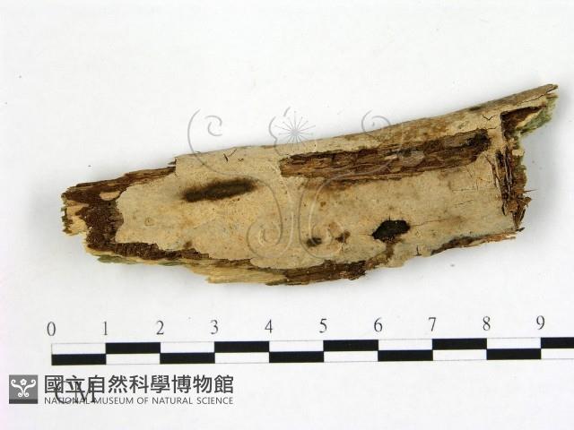 登錄號:F0020094藏品圖，第1張