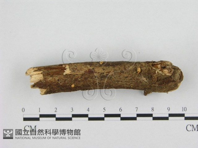 登錄號:F0010094藏品圖，第1張