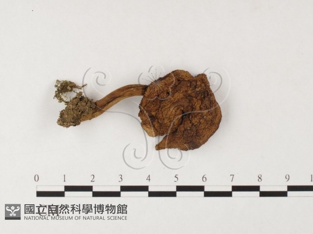 登錄號:F0026094藏品圖，第1張