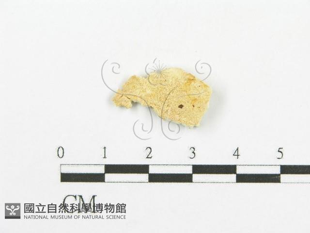 登錄號:F0006094藏品圖，第1張