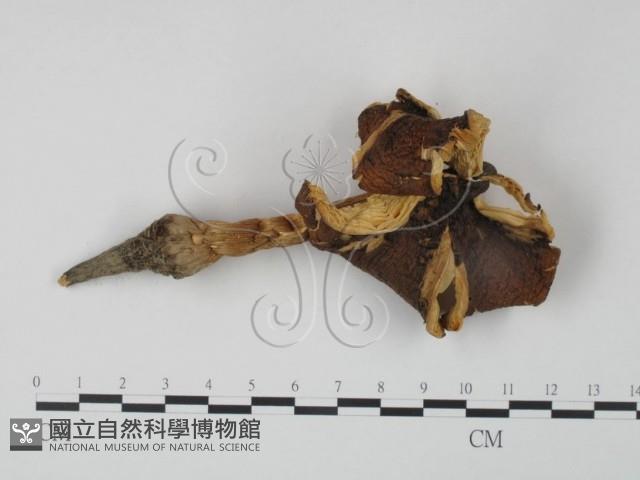 登錄號:F0016094藏品圖，第1張