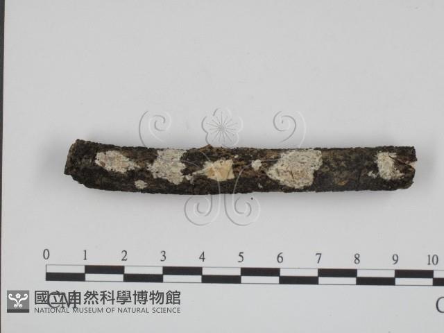 登錄號:F0001094藏品圖，第1張