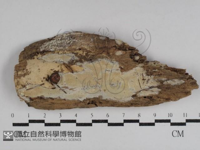 登錄號:F0031094藏品圖，第1張