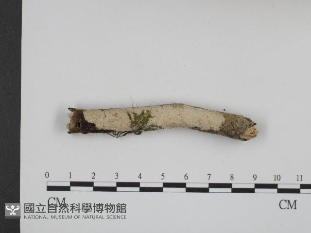 登錄號:F0004094藏品圖，第1張