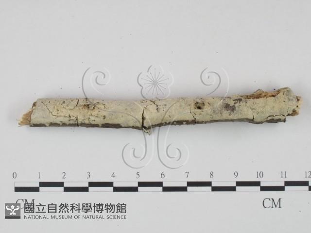 剛毛絲皮菌藏品圖，第1張