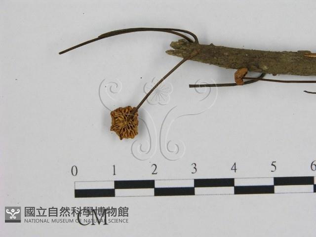 小皮傘屬藏品圖，第1張