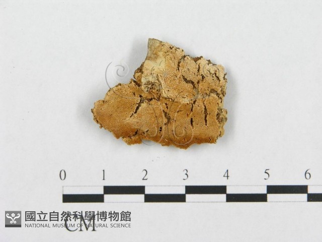 登錄號:F0007094藏品圖，第1張