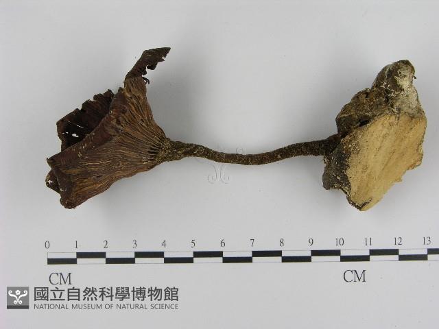 登錄號:F0017094藏品圖，第1張