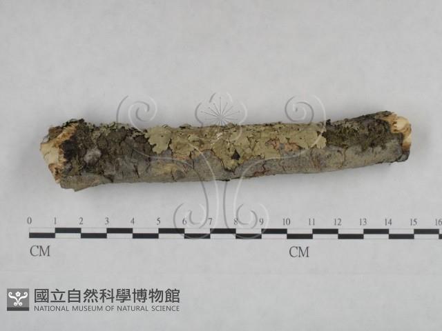 登錄號:F0025094藏品圖，第1張