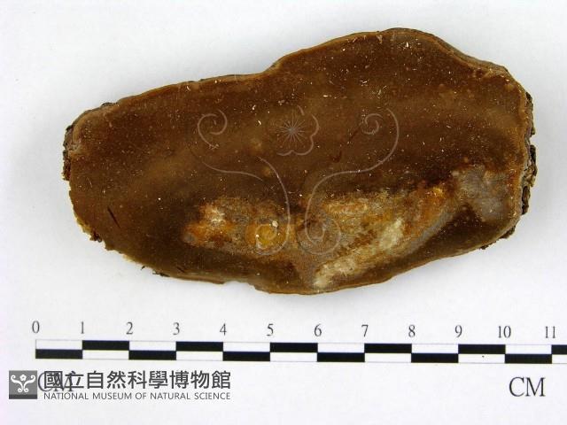 木層孔菌屬藏品圖，第1張