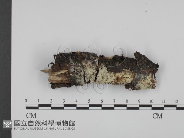 粗糙孢菌屬藏品圖，第1張