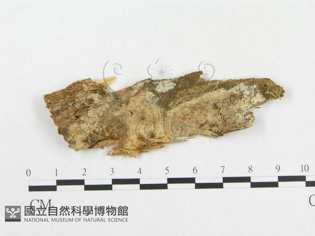 登錄號:F0009094藏品圖，第1張