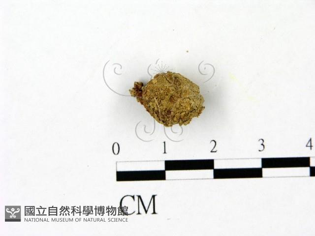 登錄號:F0023094藏品圖，第1張