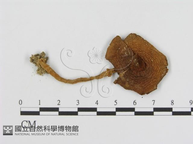 登錄號:F0013094藏品圖，第1張