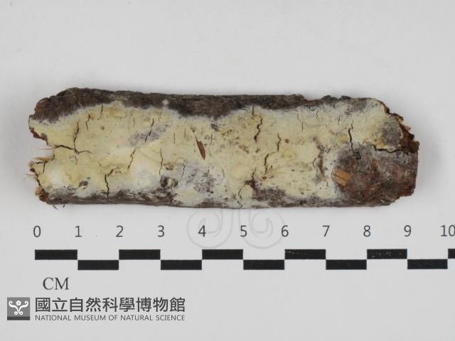 登錄號:F0033094藏品圖，第1張