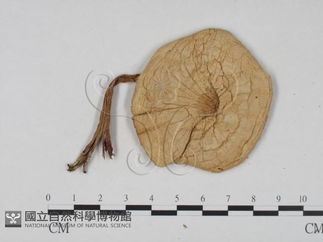 登錄號:F0008394藏品圖，第1張