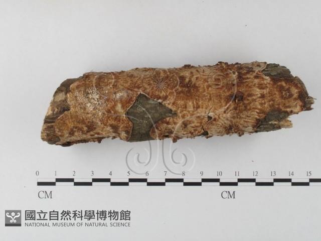 登錄號:F0020394藏品圖，第1張