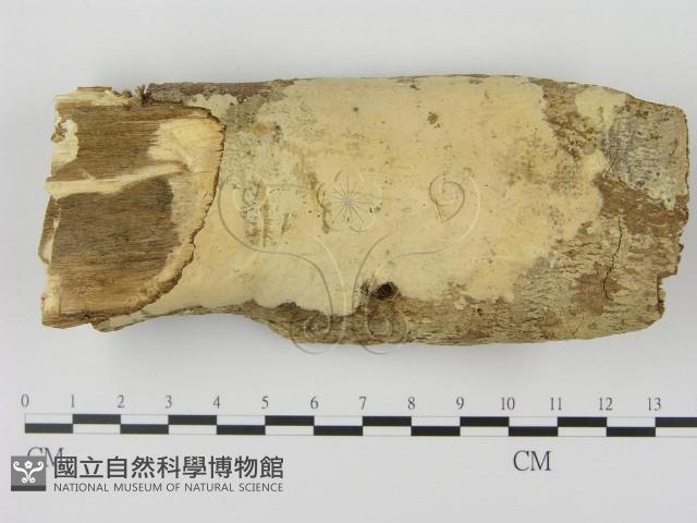 登錄號:F0000394藏品圖，第1張