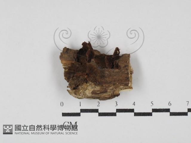 登錄號:F0030394藏品圖，第1張
