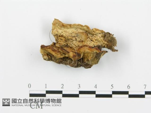 登錄號:F0006394藏品圖，第1張